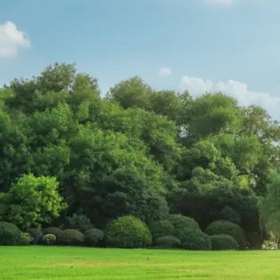 park
